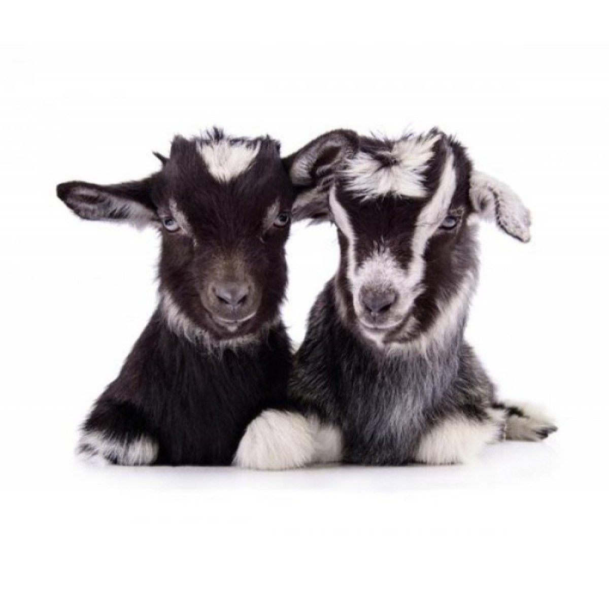 3750046 Goats